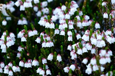 Beyaz alp heather kır çiçekleri. 