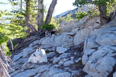 Vahşi beyaz dağ keçisi. 