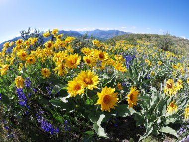 Alpine meadows kökte Balsam. 