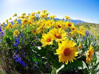 Arnica veya balsam kök veya ayçiçeği. 