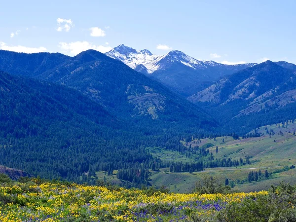 Alpine Meadows Filled with Yellow and Blue Wild Flowers and Snow Capped Mountains. — Stock Photo, Image