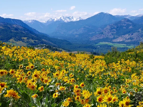 Αλπικά λιβάδια γεμάτα με κίτρινο και μπλε, τα άγρια λουλούδια και το χιόνι ανώτατο όριο στα βουνά. — Φωτογραφία Αρχείου