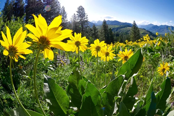 Flores amarillas retroiluminadas en prados alpinos . — Foto de Stock