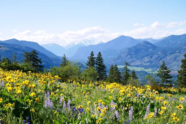 Alpine Meadows. Flores salvajes amarillas y azules y montañas cubiertas de nieve . — Foto de Stock