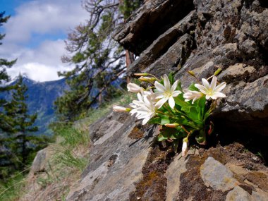 Kır çiçekleri Lewisia bahar rocky Dağları Wahsington devlet çiçek açan.