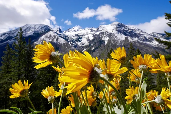 Girassol raiz de bálsamo e montanhas cobertas de neve . — Fotografia de Stock