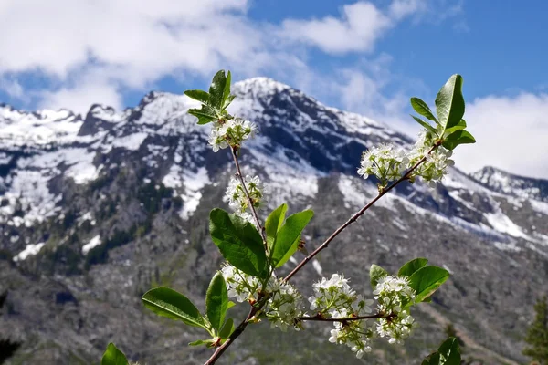 Άνοιξη blossom και χιόνι βουνά κάλυκα. — Φωτογραφία Αρχείου