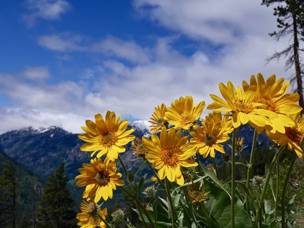 Arnika-Blumen, blauer Himmel und Berge. — Stockfoto