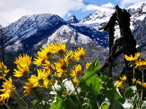 Sonnige gelbe Blumen und schneebedeckte Berge. — Stockfoto