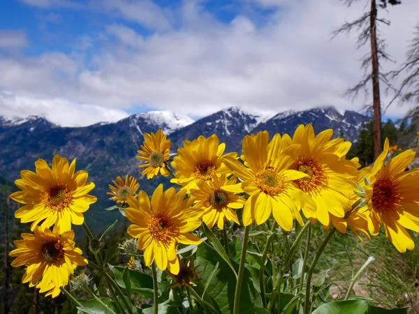 Fleurs sauvages et cappes de neige montagnes . — Photo