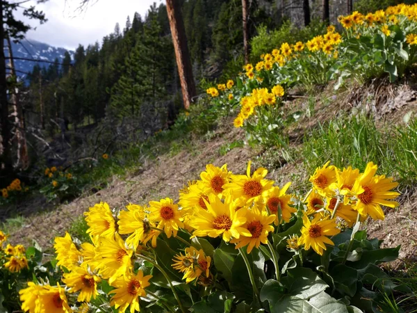 Flores amarillas soleadas en el bosque . — Foto de Stock