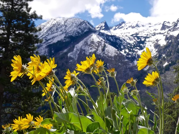 Flores de árnica retroiluminadas y montañas cubiertas de nieve . — Foto de Stock