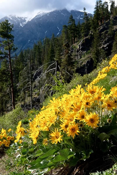 Montañas, flores silvestres amarillas y árboles . — Foto de Stock