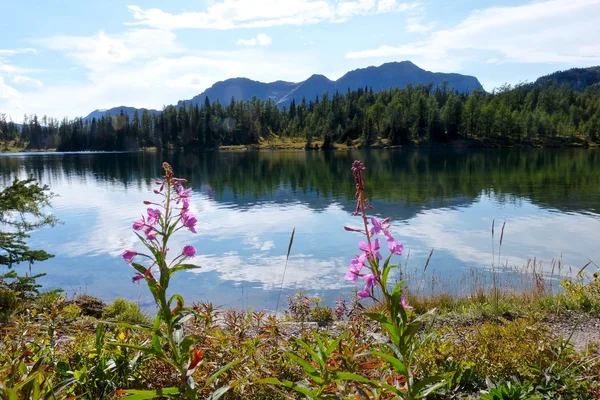 Fireweed 花や反射と穏やかな湖. — ストック写真