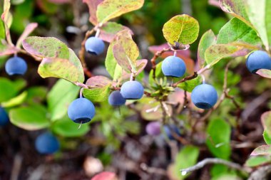 Çalıların arasında yaban Yaban mersini. 