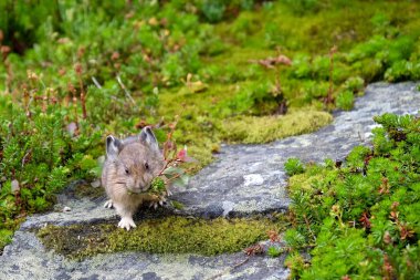 American Pika with grass in its mouth.  clipart