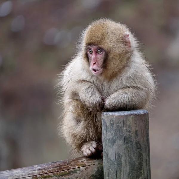 Macaco de neve em cerca . — Fotografia de Stock