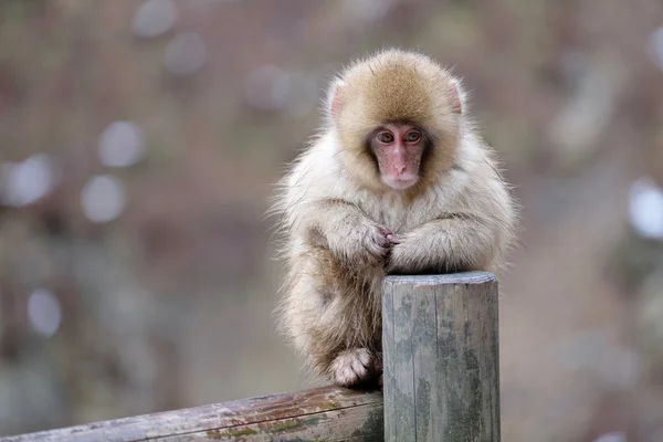 Macaco de neve em cerca . — Fotografia de Stock