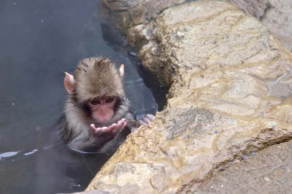 Macaco bebê na primavera quente olhando para sua mão . — Fotografia de Stock