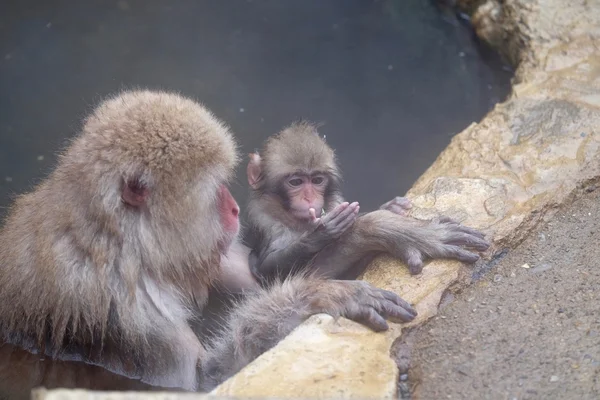 Mãe e bebê macaco de imersão em fontes termais . — Fotografia de Stock