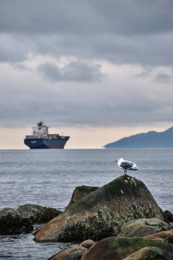 Kargo gemisiyle kayadaki martı kuşu okyanus manzarasına karşı. Vancouver Limanı. İngiliz Kolombiyası. Kanada 