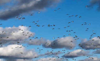 Mavi gökyüzünde beyaz bulutlu kuş sürüsü. Ördek sürüsü göç ediyor. Idaho 'da. ABD