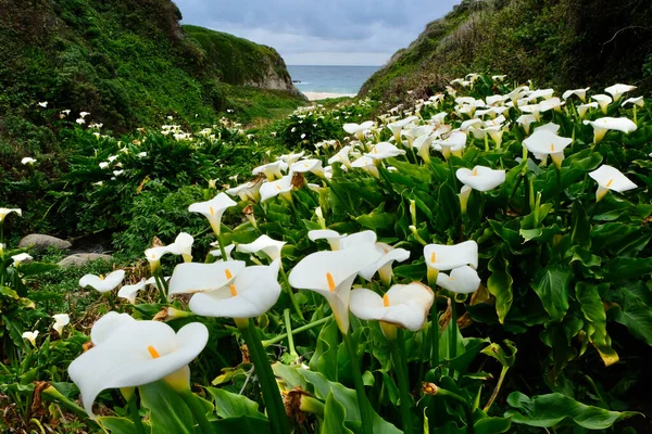 Okyanus Kıyısındaki Tepeler Arasında Vadide Beyaz Calla Lily Çiçekleri Kaliforniya Telifsiz Stok Fotoğraflar