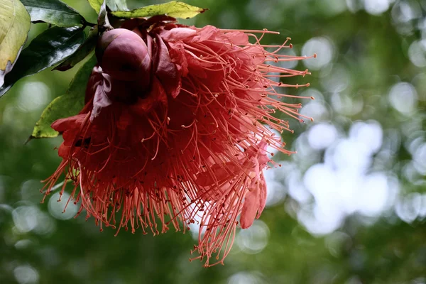 Hawaii Botanik Bahçesinde Kırmızı Lehua Çiçeği Bottlerush Honolulu Hawaii Abd Telifsiz Stok Fotoğraflar