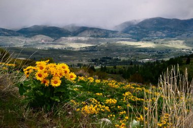 Arnica flowers on hill with stormy sky.  Norths Cascades Mountains. Winthrop. Washington state. USA  clipart