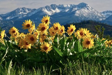 Anica flowers in meadows by snowcapped mountains. Medicinal homeopathic plant.  North Cascades National Park. Washington. USA  clipart