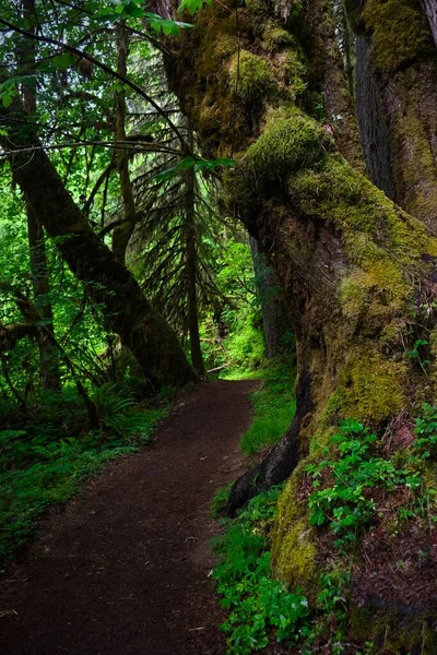 Cozy path in rain forest. Fresh green vegetation and mossy trees in Silver Falls park. Portland. Oregon. USA