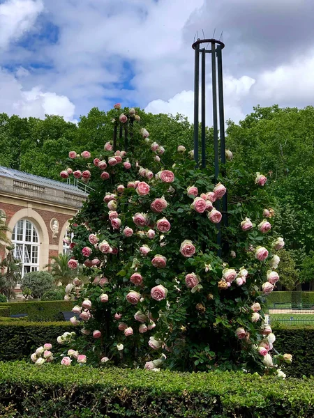 Bahçede Güller Tırmanmak Paris Fransa - Stok İmaj