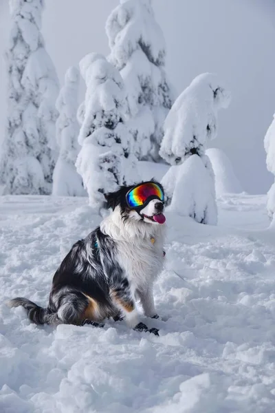 Cão Husky Óculos Esqui Pista Esqui Contra Árvores Nevadas Cypress — Fotografia de Stock