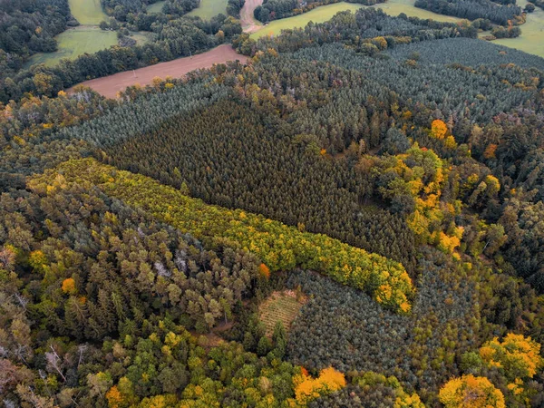 Renkli bir sonbahar ormanının havadan görünüşü yeşil, sarı ve portakal ağaçlarının karışımı manzarada güzel doğal desenler oluşturuyor..