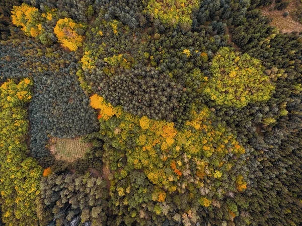 Yoğun ormanlar ve açık arazilerle dolu canlı bir sonbahar manzarası, sonbaharın sıcak altın tonlarını gözler önüne seriyor..