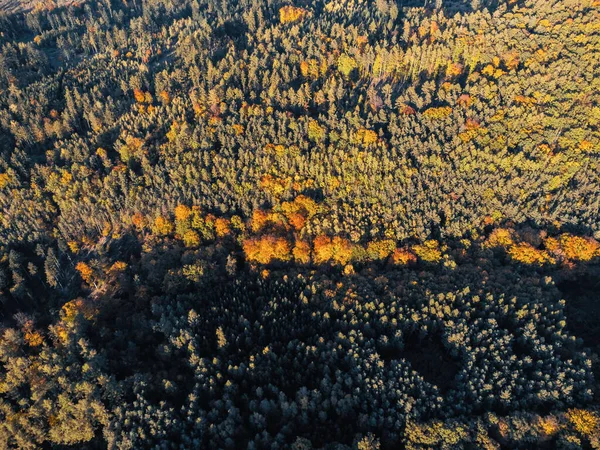Çek Cumhuriyeti 'ndeki renkli sonbahar ormanlarının havadan görünüşü, canlı düşen yaprakları ve güneş ışığının doğal dokuyu ve kontrastı yarattığını gösteriyor..