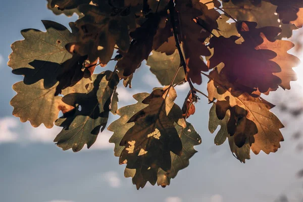 Sıcak güneş ışığıyla aydınlatılan meşe yapraklarının yakın çekimi, yumuşak mavi gökyüzüne karşı, sonbaharın sakin ve doğal güzelliğini yakalıyor..