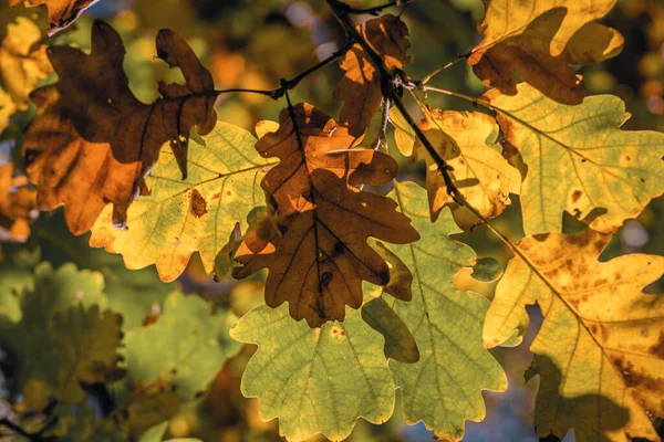 Sonbahar güneşi altında meşe yapraklarının yakın çekimleri sonbahar mevsiminin doğal geçişini yakalayan yeşil, sarı ve turuncu tonlarını gösteriyor..