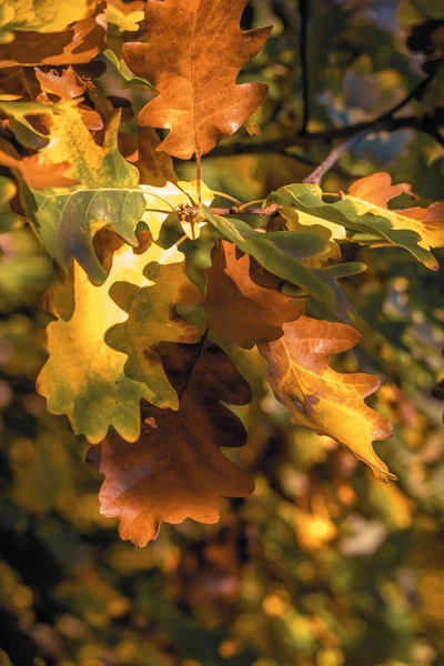 Sonbahar günışığında renkli meşe yapraklarının yakın çekimi, sarı, turuncu ve yeşil tonlarını gösterir yumuşak doğal bokeh arkaplanı ile.