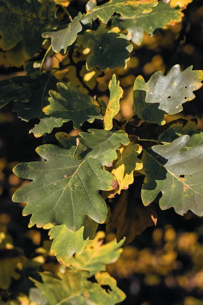 Sonbaharın başlarında yeşil ve sarı meşe yapraklarının yakın çekimi, ormandaki doğal dokuları, güneş ışığını ve yumuşak bokeh arkaplanını gösteriyor..