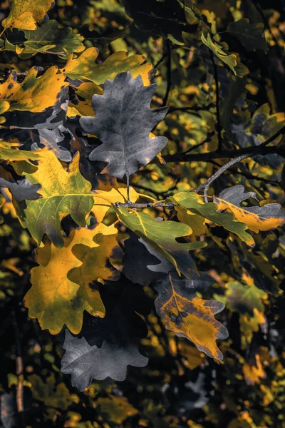 Sonbahar dönüşümünde meşe yapraklarının yakın çekimleri, orman ortamında yumuşak güneş ışığı altında koyu yeşil, sarı ve koyu renkli yapraklar içerir..