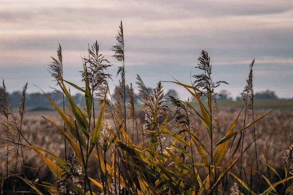 Sonbahar sazları bulutlu bir gökyüzünün altında rüzgarda sallanıyor. Sakin bir kırsal alanda uzun otların sıcak altın tonlarında..
