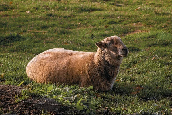 Sıcak öğleden sonra güneşinde yeşil otlakta huzur içinde dinlenen kahverengi bir koyun kırsal sakinliği ve basit kırsal yaşamı simgeliyor..