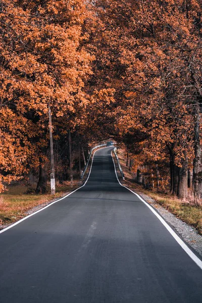 Sonbahar ormanlarında kaybolan dolambaçlı bir yol. Yumuşak ışık altında altın portakal ağaçlarıyla çevrili. Huzuru ve macera ruhunu çağrıştırıyor..