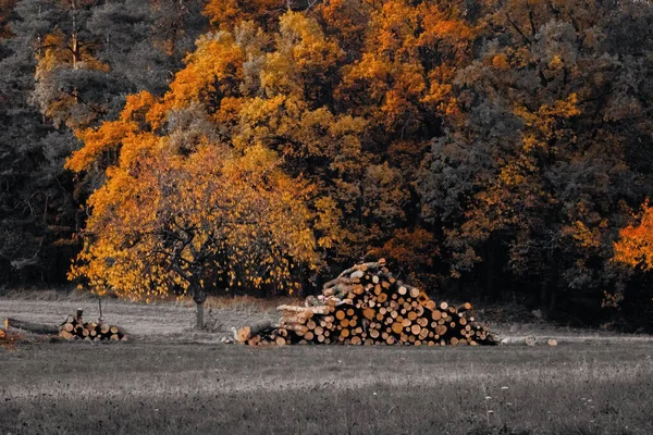 Doğanın güzelliğini ve değişen mevsimleri sembolize eden, altın ve portakal ağaçlarıyla dolu renkli sonbahar ormanlarının önünde kesilmiş kütükler yığını..