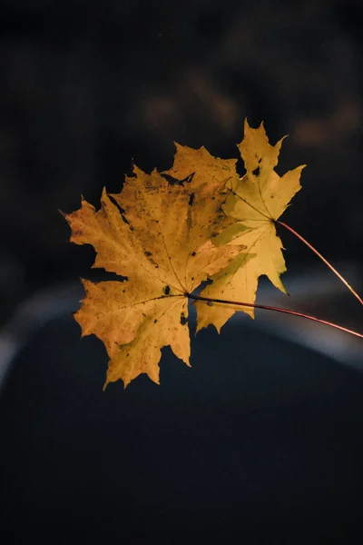 Sonbahar akçaağaç yapraklarının yakın çekimi yumuşak akşam ışığı ile aydınlatılır, sonbahar doğasının sıcaklığını ve dokusunu detaylı bir şekilde yakalar..