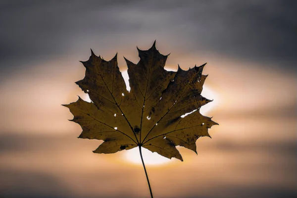 Sonbahar akçaağaç yaprağı ılık bir günbatımı gökyüzüne karşı siluetlendi, sonbaharın huzurlu güzelliğini ve kısacık anlarını sembolize ediyor..