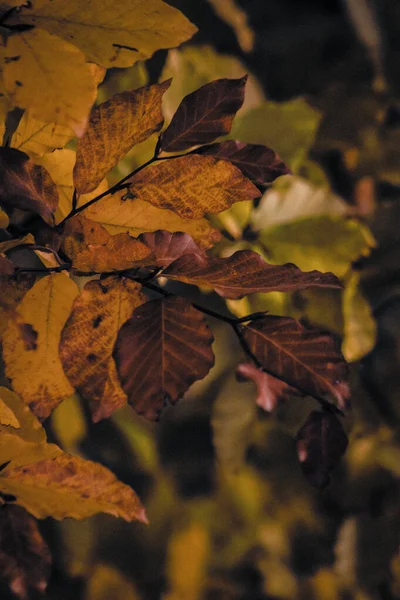 Sonbahar kayın yaprakları sıcacık sarı, turuncu ve koyu kırmızı tonlarda, yumuşak ışıkla aydınlatılıyor sonbaharın zengin dokularını ve mevsimsel renklerini..