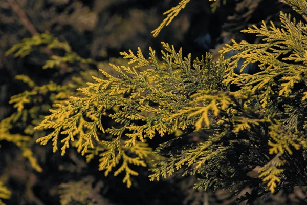 Yumuşak güneş ışığı ve doğal yeşil-sarı tonlara sahip kozalaklı kozalaklı dallara yakın çekim, dokulu bir arka plan yaratır..