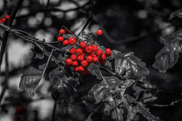 Siyah ve beyaz yapraklı bir daldaki kırmızı böğürtlenlerin seçici renkli fotoğrafı çarpıcı bir kontrast ve sanatsal sonbahar arkaplanı yaratır..